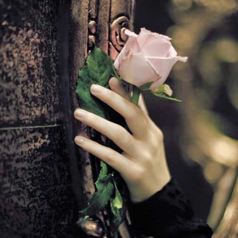 hand rose